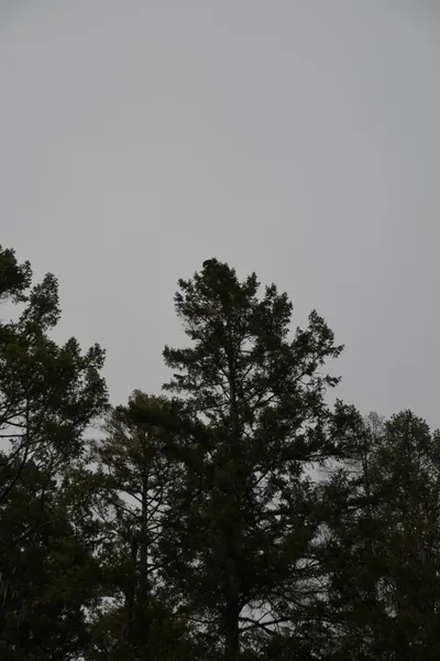 DSC_0192 (Large).JPG